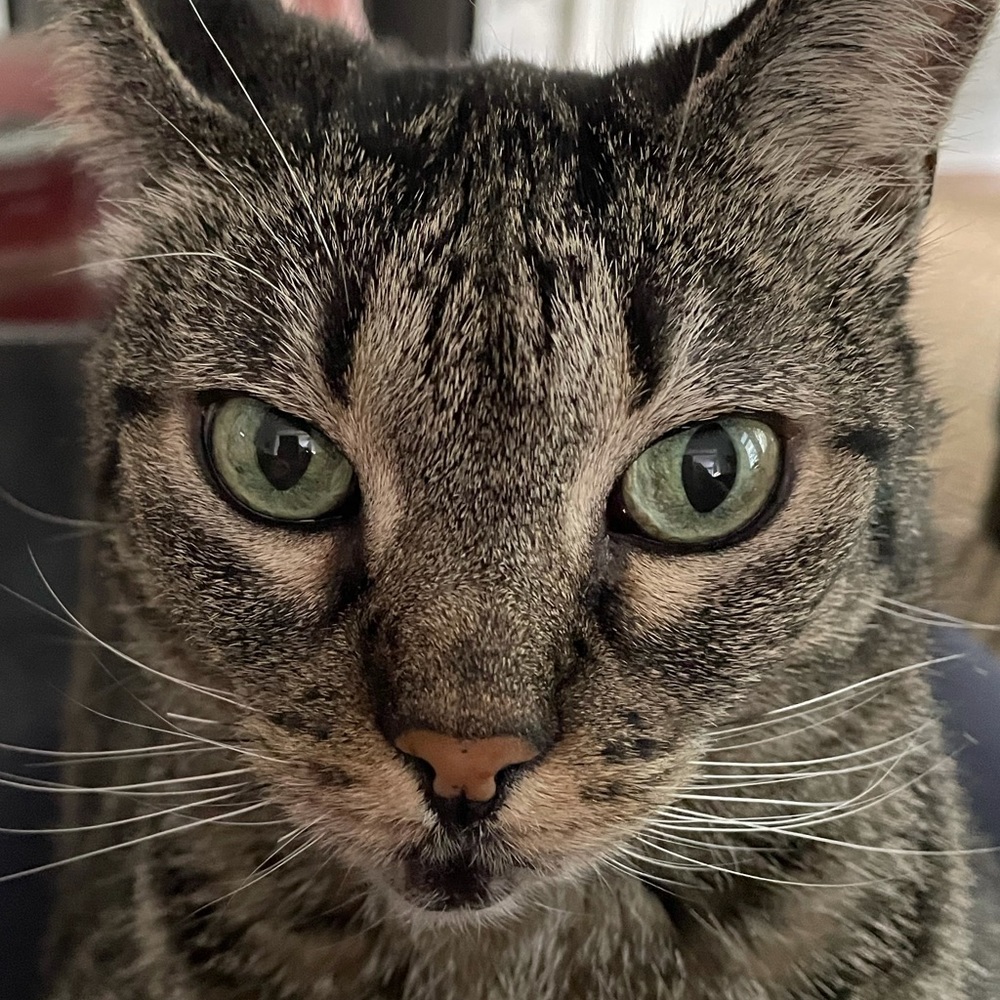 Meet your Posher, Elizabeth